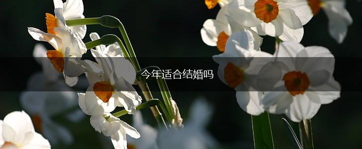 今年适合结婚吗,第1张