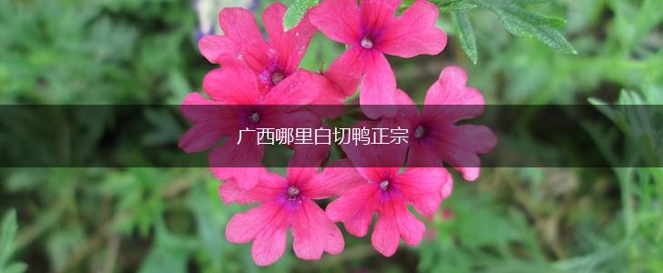 广西哪里白切鸭正宗,第1张