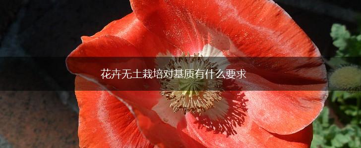 花卉无土栽培对基质有什么要求,第1张