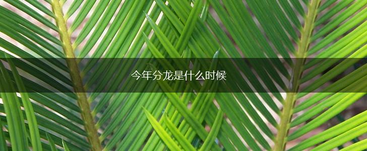 今年分龙是什么时候,第1张