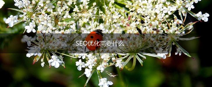SEO优化需要什么,第1张