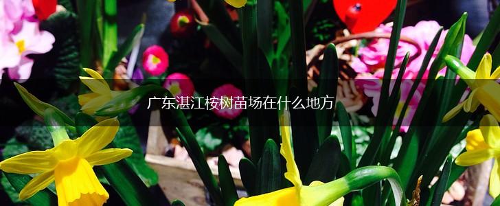 广东湛江桉树苗场在什么地方,第1张