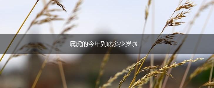 属虎的今年到底多少岁啦,第1张