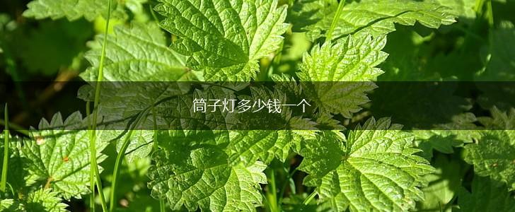 筒子灯多少钱一个,第1张