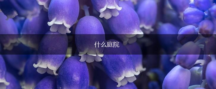 什么庭院,第1张