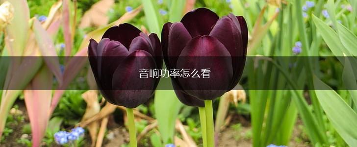 音响功率怎么看,第1张