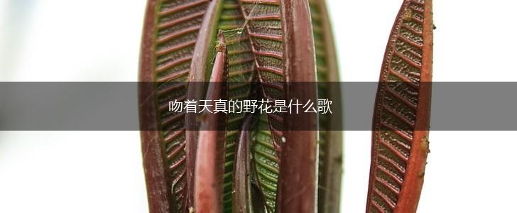 吻着天真的野花是什么歌,第1张
