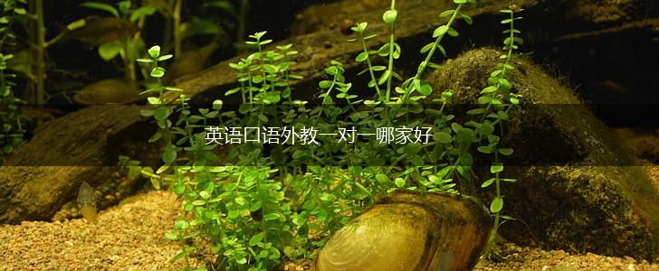 英语口语外教一对一哪家好,第1张