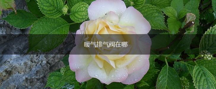 暖气排气阀在哪,第1张