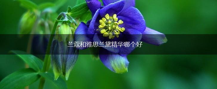 兰蔻和雅思兰黛精华哪个好,第1张