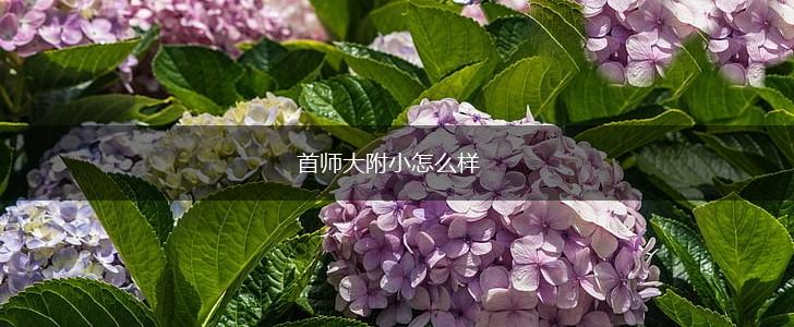 首师大附小怎么样,第1张
