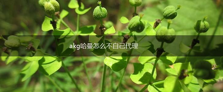 akg哈曼怎么不自己代理,第1张