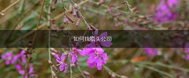 如何找猎头公司,第1张