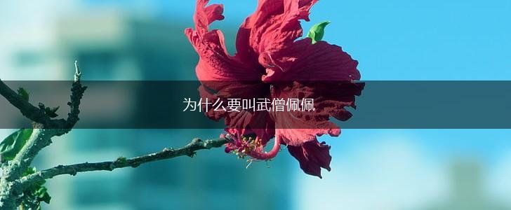 为什么要叫武僧佩佩,第1张
