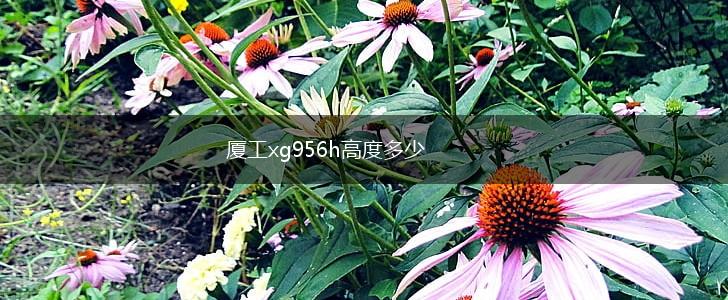 厦工xg956h高度多少,第1张