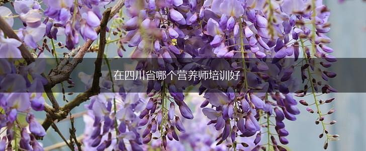 在四川省哪个营养师培训好,第1张