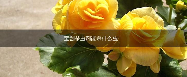 宝剑杀虫剂能杀什么虫,第1张