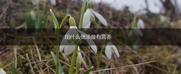 用什么煲汤最有营养,第1张