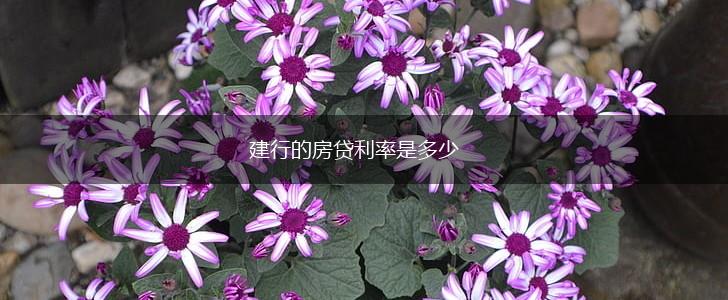 建行的房贷利率是多少,第1张