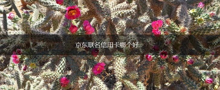 京东联名信用卡哪个好,第1张