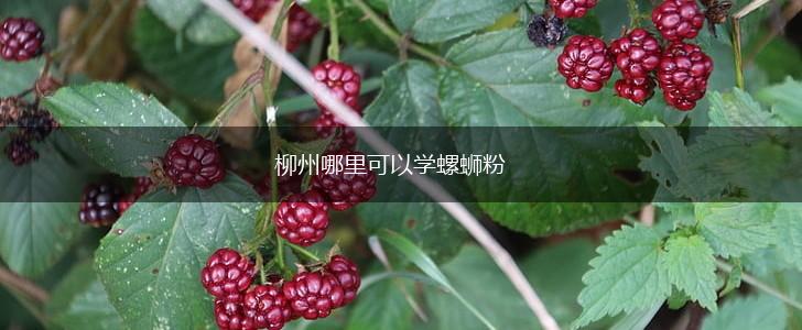 柳州哪里可以学螺蛳粉,第1张