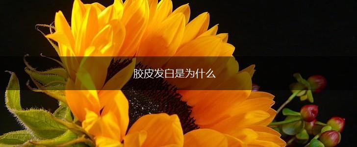 胶皮发白是为什么,第1张