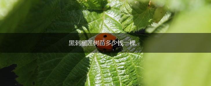 黑刺榴莲树苗多少钱一棵,第1张