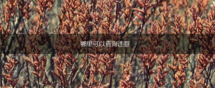 哪里可以查询违章,第1张