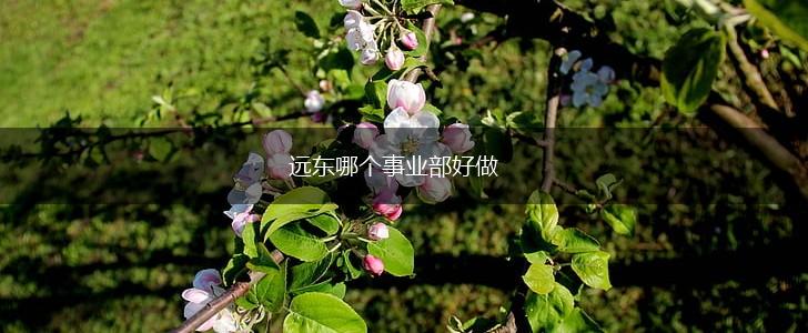 远东哪个事业部好做,第1张