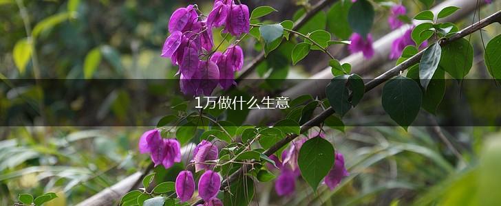 1万做什么生意,第1张