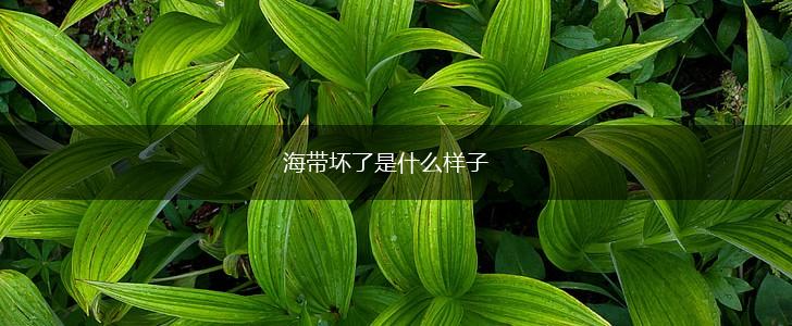 海带坏了是什么样子,第1张