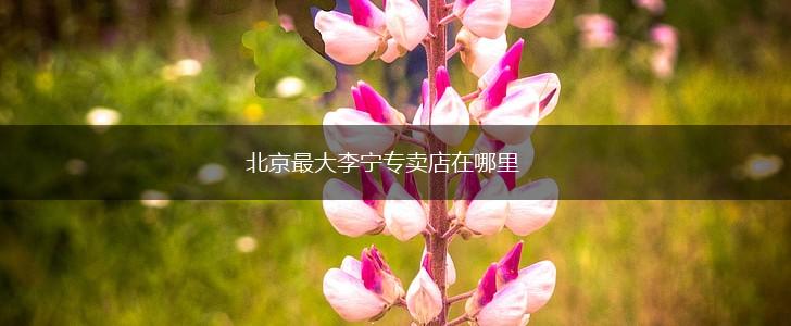 北京最大李宁专卖店在哪里,第1张