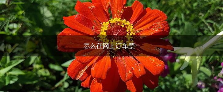 怎么在网上订车票,第1张