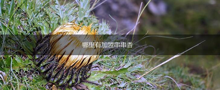 哪里有加盟串串香,第1张