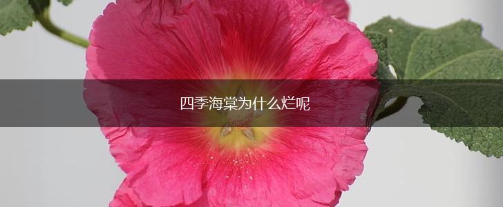 四季海棠为什么烂呢,第1张
