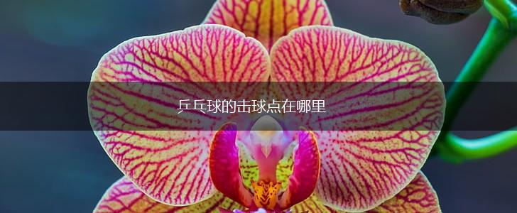 乒乓球的击球点在哪里,第1张