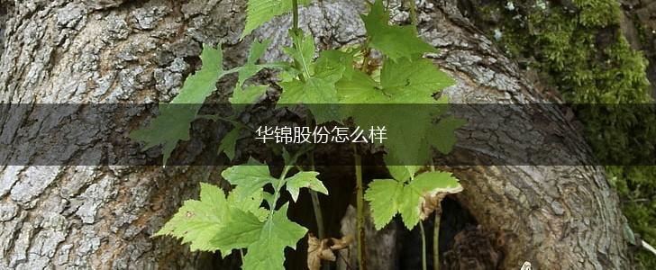 华锦股份怎么样,第1张