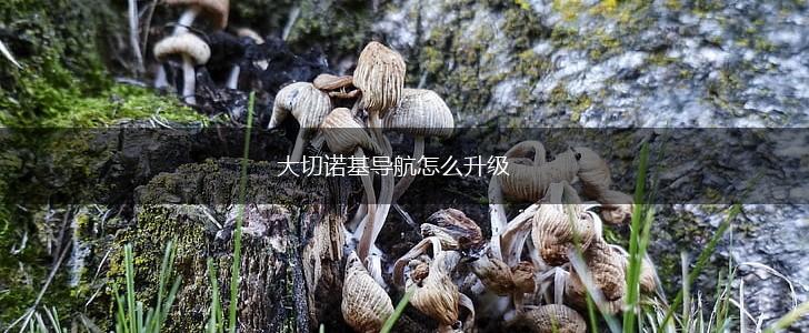 大切诺基导航怎么升级,第1张