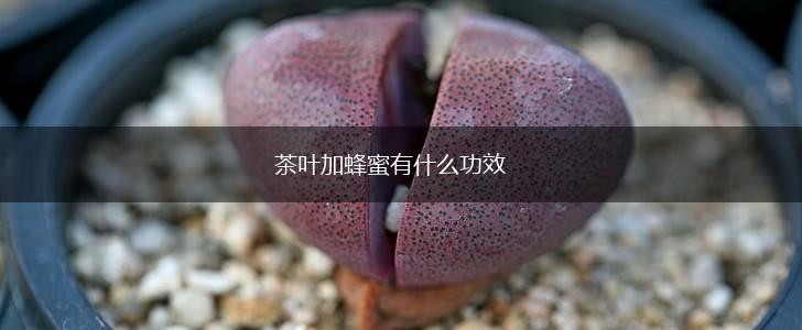 茶叶加蜂蜜有什么功效,第1张