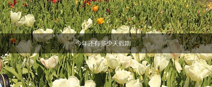 今年还有多少天假期,第1张