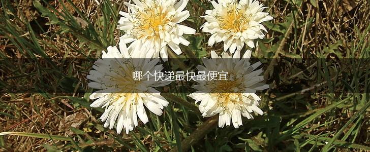 哪个快递最快最便宜,第1张