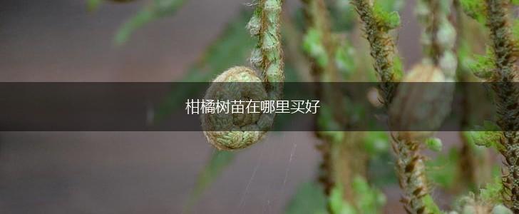 柑橘树苗在哪里买好,第1张