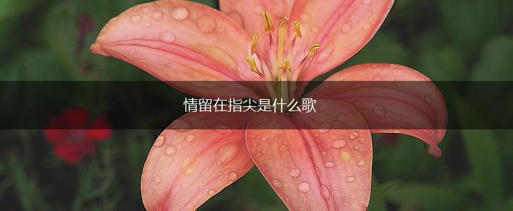 情留在指尖是什么歌,第1张