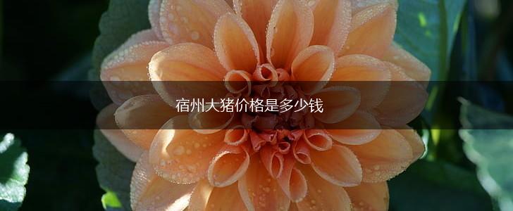 宿州大猪价格是多少钱,第1张
