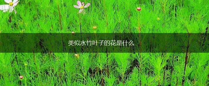 类似水竹叶子的花是什么,第1张
