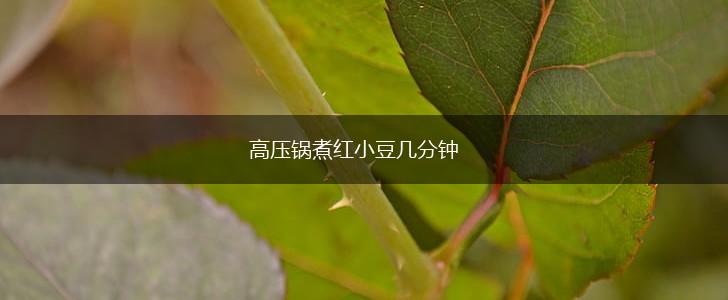 高压锅煮红小豆几分钟,第1张