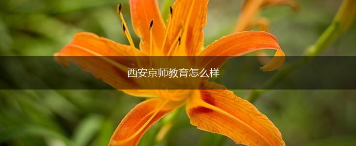 西安京师教育怎么样,第1张