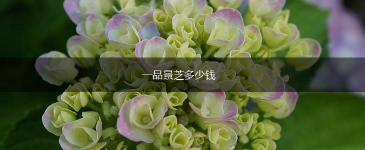 一品景芝多少钱,第1张