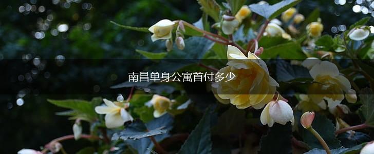 南昌单身公寓首付多少,第1张