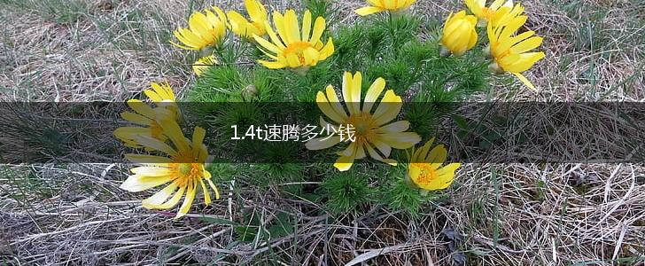 1.4t速腾多少钱,第1张